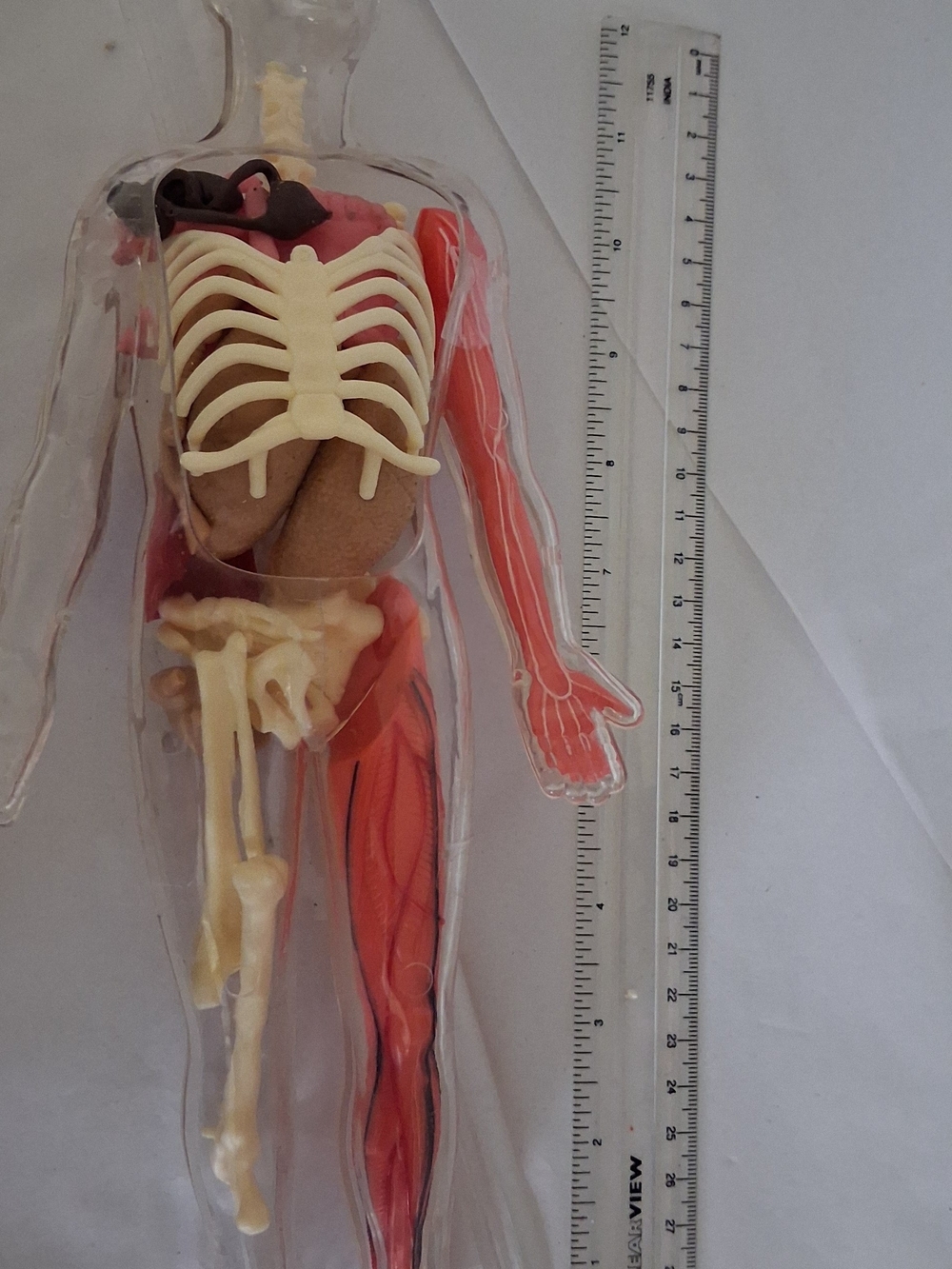 Human Body 12-inch Plastic Human Body Model Educational Toy
